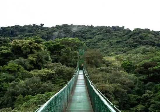 monteverde-hanging-bridge-700x490